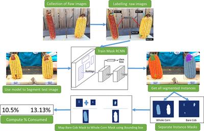 Instance Segmentation to Estimate Consumption of Corn Ears by Wild Animals for GMO Preference Tests